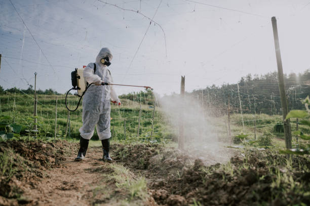 Wasp Removal Services in Belgrade, MT