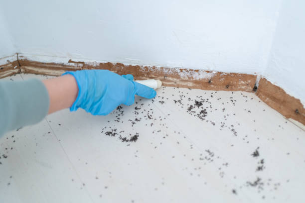 Best Residential Pest Control  in Belgrade, MT
